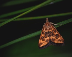 Pyrausta subsequalis