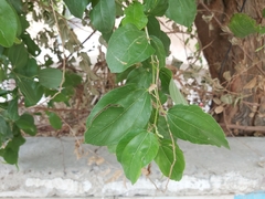 Ziziphus jujuba