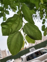 Ziziphus jujuba