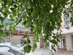 Ziziphus jujuba