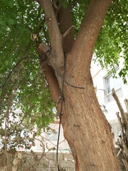 Ziziphus jujuba