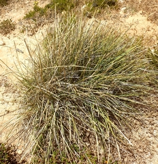 Lomandra effusa
