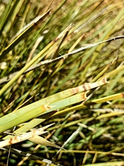 Lomandra effusa