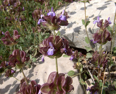 Salvia multicaulis