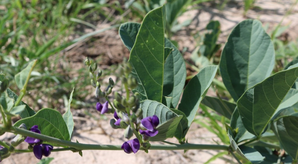 Common Gemsbokbean
