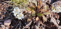 Myosotis australis