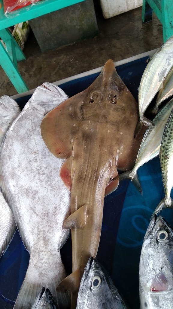 Indonesian Guitarfish