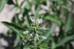 Ocimum filamentosum
