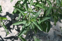 Ocimum filamentosum