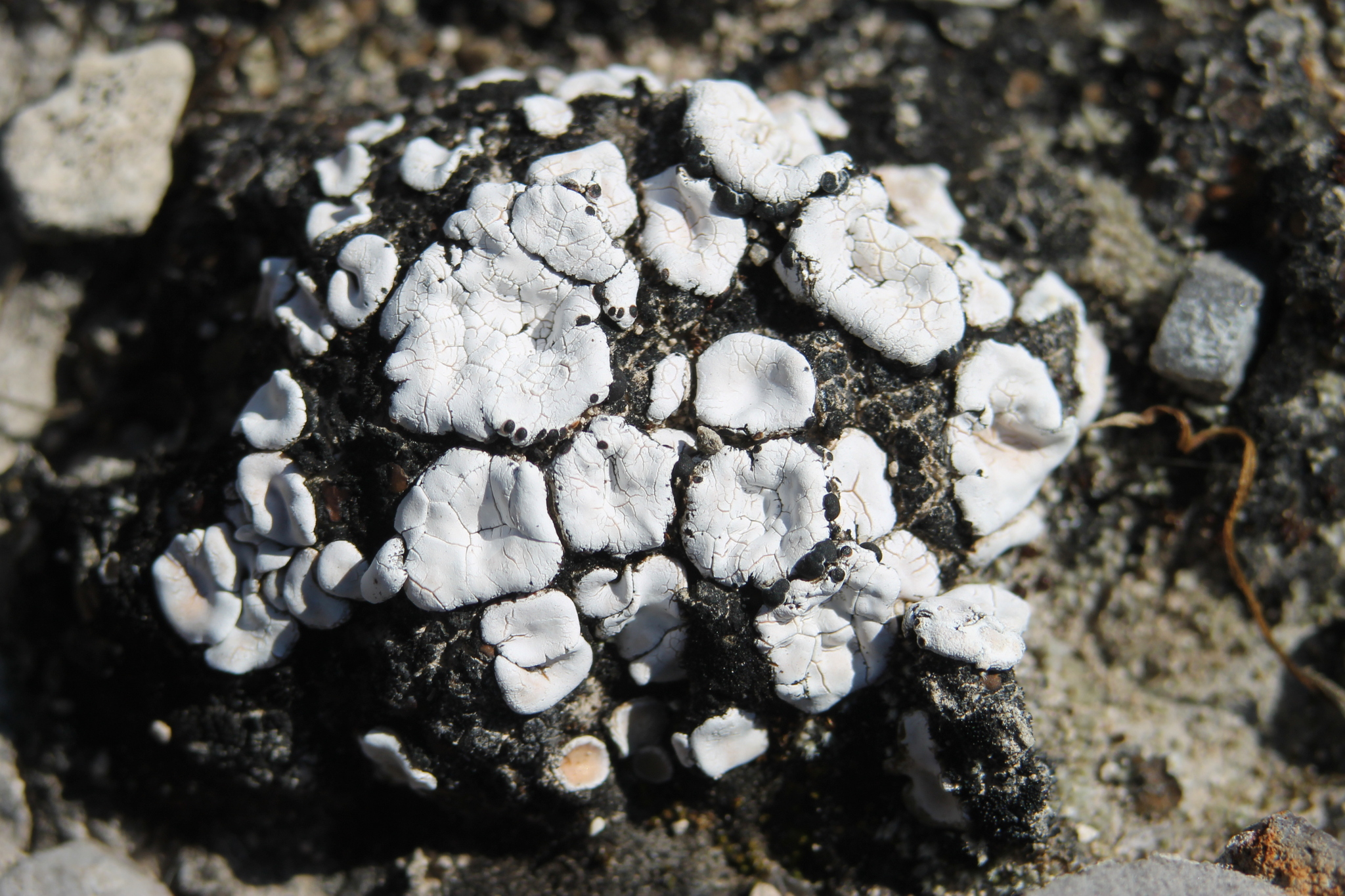 Psora crenata image