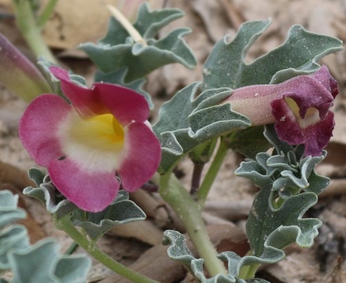 Harpagophytum procumbens image