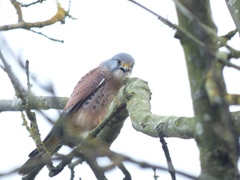 Falco tinnunculus