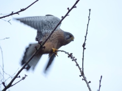 Falco tinnunculus