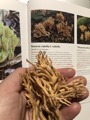 Ramaria rubella