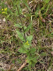 Senecio subcanescens