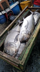 Caranx