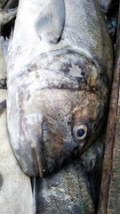 Caranx