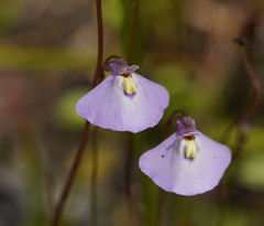 Utricularia grampiana