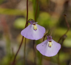 Utricularia grampiana