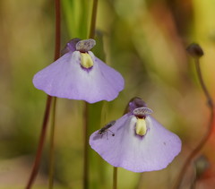 Utricularia grampiana