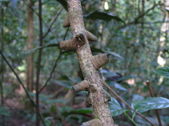 Mezoneuron sumatranum