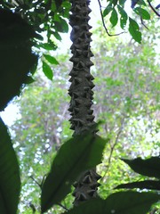 Mezoneuron sumatranum