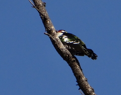 Chrysococcyx caprius