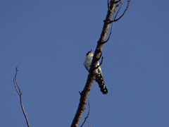 Chrysococcyx caprius