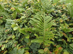 Polypodium macaronesicum azoricum