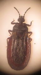 Paraneurus ruandae multifarius