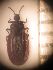 Paraneurus ruandae multifarius