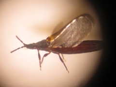 Paraneurus ruandae multifarius