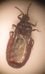 Paraneurus ruandae multifarius