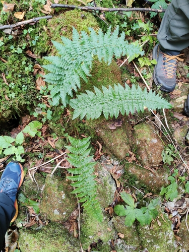Narrow Male-fern (Dryopteris cambrensis)
