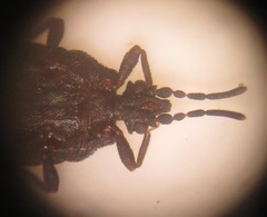 Paraneurus ruandae multifarius