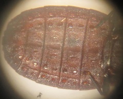 Paraneurus ruandae multifarius