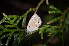 Luthrodes pandava peripatria