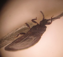 Paraneurus ruandae multifarius