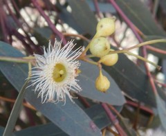 Eucalyptus leucoxylon