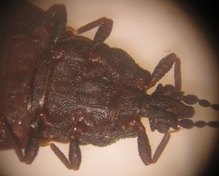 Paraneurus ruandae multifarius