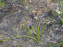 Moraea lugubris