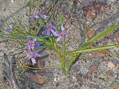 Moraea lugubris