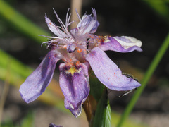 Moraea lugubris