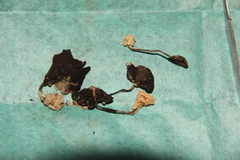 Psilocybe heimii