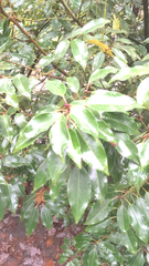 Prunus lusitanica