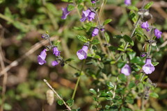 Prostanthera hirtula