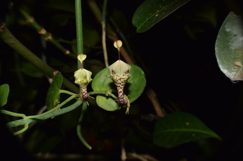 Ceropegia distincta