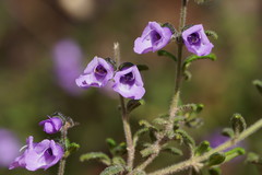 Prostanthera hirtula