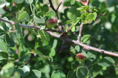 Commiphora angolensis