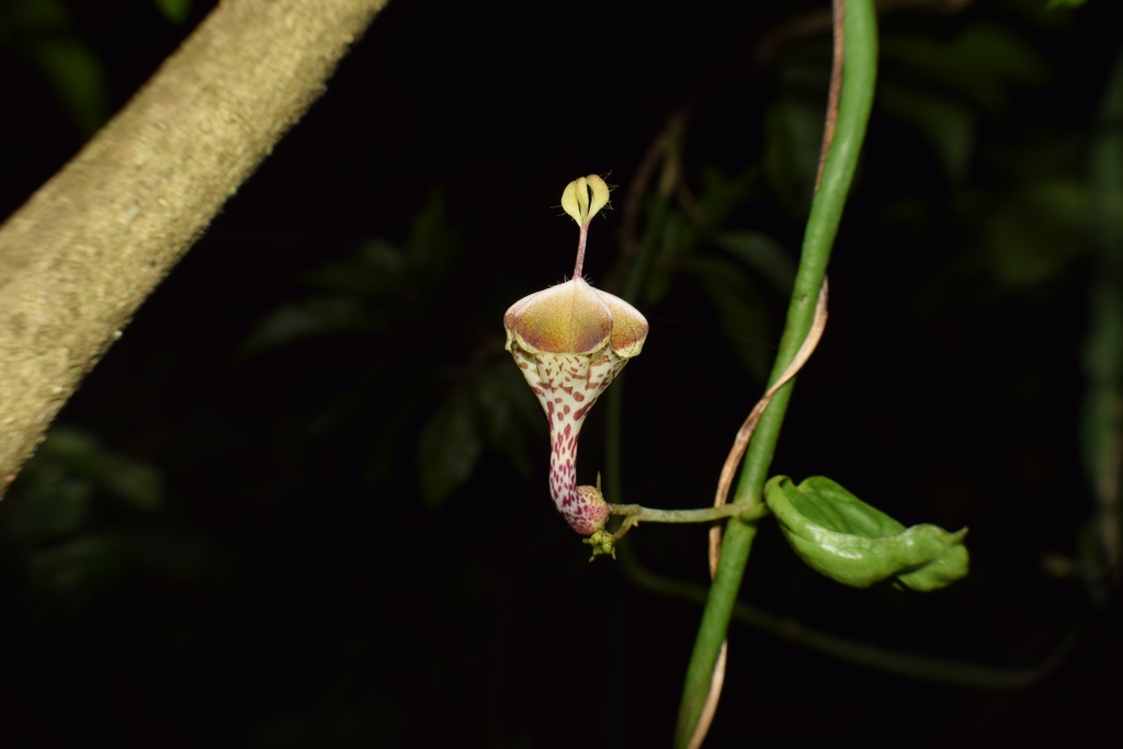 Ceropegia distincta, eThekwini, ZA-NL, ZA